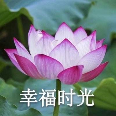 潘嘉杨评《恶臭与芬芳》丨表象史中的“嗅觉美学”：追索阿兰·科尔班的气味之旅